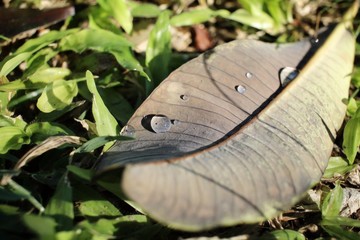 Obraz premium Dried leaves with water drop
