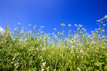 Obraz premium Yellow brassica campestris flower field in Moc Chau district, Son La province, Vietnam 