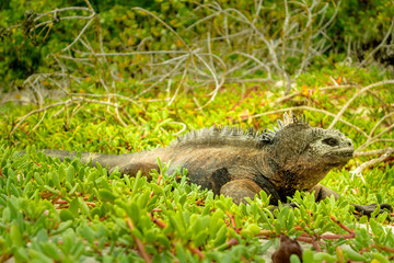 beautiful iguana resting in the beach santa cruz galapagos