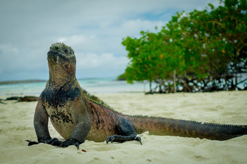 beautiful iguana resting in the beach santa cruz galapagos