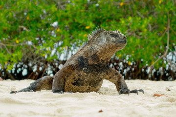 beautiful iguana resting in the beach santa cruz galapagos