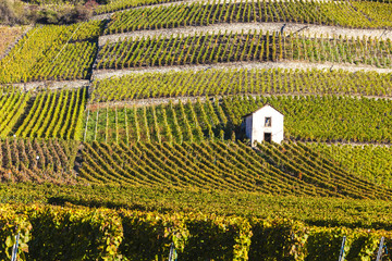 vineyards in Sion region, canton Valais, Switzerland