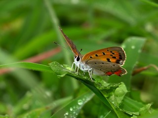 little butterfly after the rain