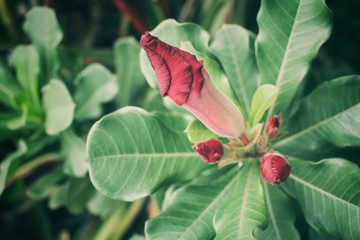 Vintage impala lily flower