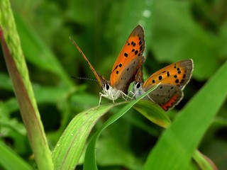 butterfly coupling #3