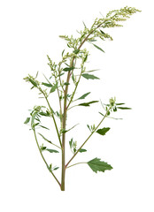 chenopodium