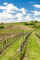 Fototapeta na wymiar view of vineyard near Retz, Lower Austria, Austria
