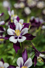 Aquilegia flowers