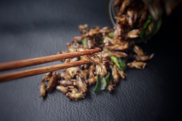 Fried insect