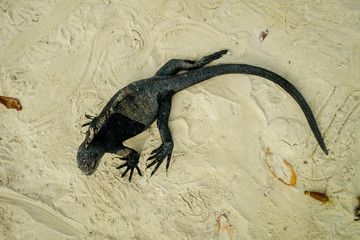 beautiful iguana resting in the beach santa cruz galapagos
