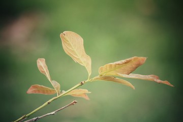Red leaves in autumn
