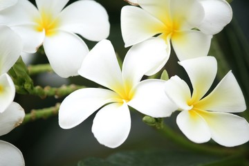 White frangipani flower on tree