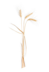 Fototapeta premium Three stems of wheat with spikelet on a light background