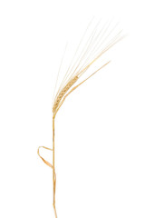 Stem of barley with spikelet on a light background