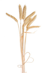 Bunch of wheat ears on a light background