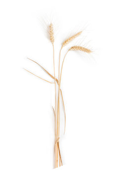 Three stems of wheat with spikelet on a light background