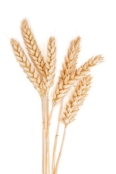 Several spikes of wheat on a light background