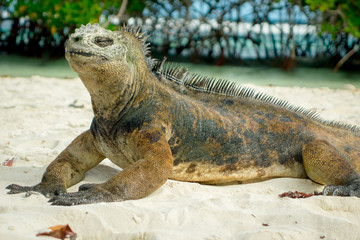 beautiful iguana resting in the beach santa cruz galapagos