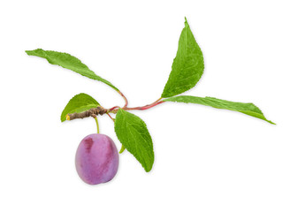 Plum on a branch closeup on a light background