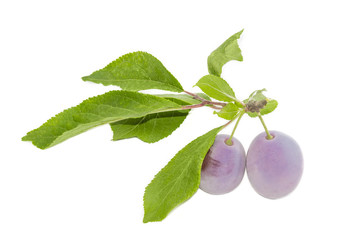 Two plums with a waxy coating on a branch closeup