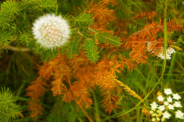 Mountain Dandelion