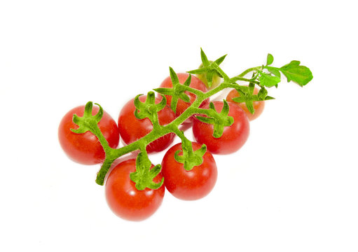 Branch of cherry tomato on a light background