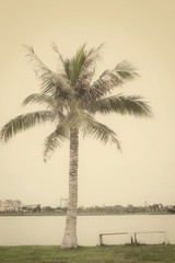 Coconut tree
