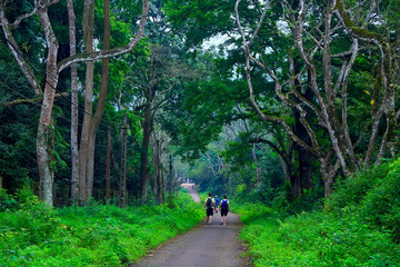  Cuc Phuong National Park in Ninh Binh, Vietnam 