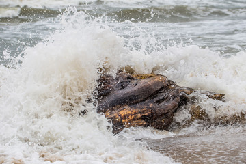 Welle bricht über einem Baumstamm am Strand des schwarzen Meeres