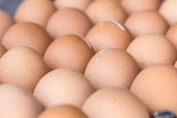 fresh organic eggs from chicken farm agriculture for sale