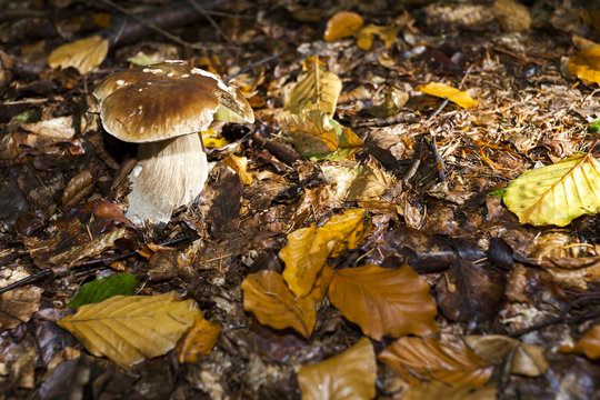 edible mushroom in forest