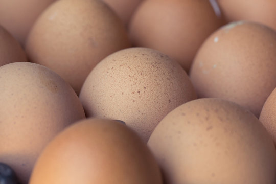 fresh organic eggs from chicken farm agriculture for sale