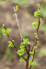 branch of current bush in spring