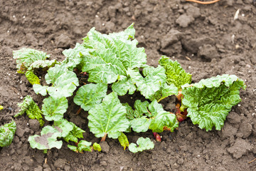 planting bed with seedlings of rhubarb