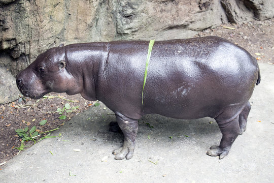 Pygmy Hippo or Pygmy hippopotamus