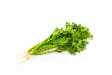 Bunch of coriande.