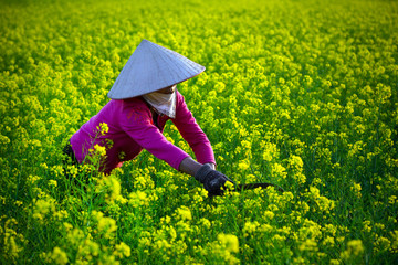  An unidentified woman harvest Yellow brassica campestris in Moc Chau, Son La, Vietnam