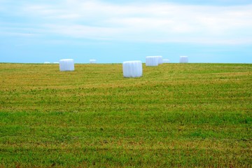 At the farms in Kupiskis district. The Lithuania.