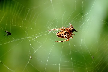Araignée dans sa toile