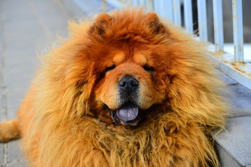 Fototapeta premium Brown chow chow dog living in the european city