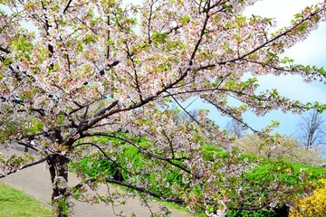 Beautiful pink cherry blossom in Vilnius city