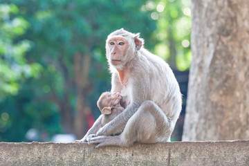 Mother Crab-eating macaque feeding her baby on concrete fence in concrete