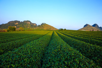 Beautiful fresh green tea plantation in Moc Chau dicstric, Son La province, Vietnam 