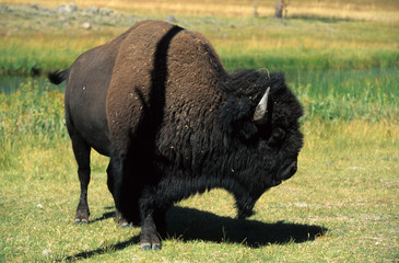 bison d'amerique, bison bison, parc national Yellowstone, Etas Unis 