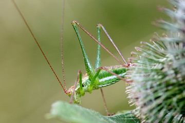 Green Grasshopper with Long Antennae