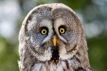 View of a Gray Owl