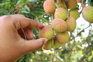 Lychee on tree