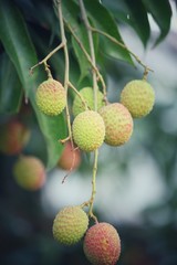 Lychee on tree