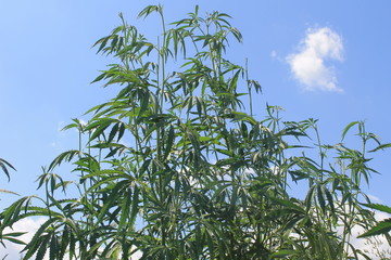 Cannabis
