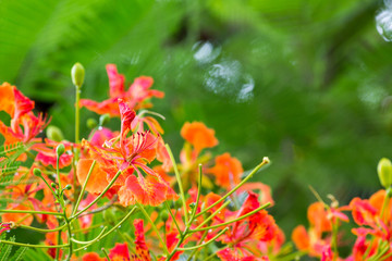 flowers of Tropical Flame Tree